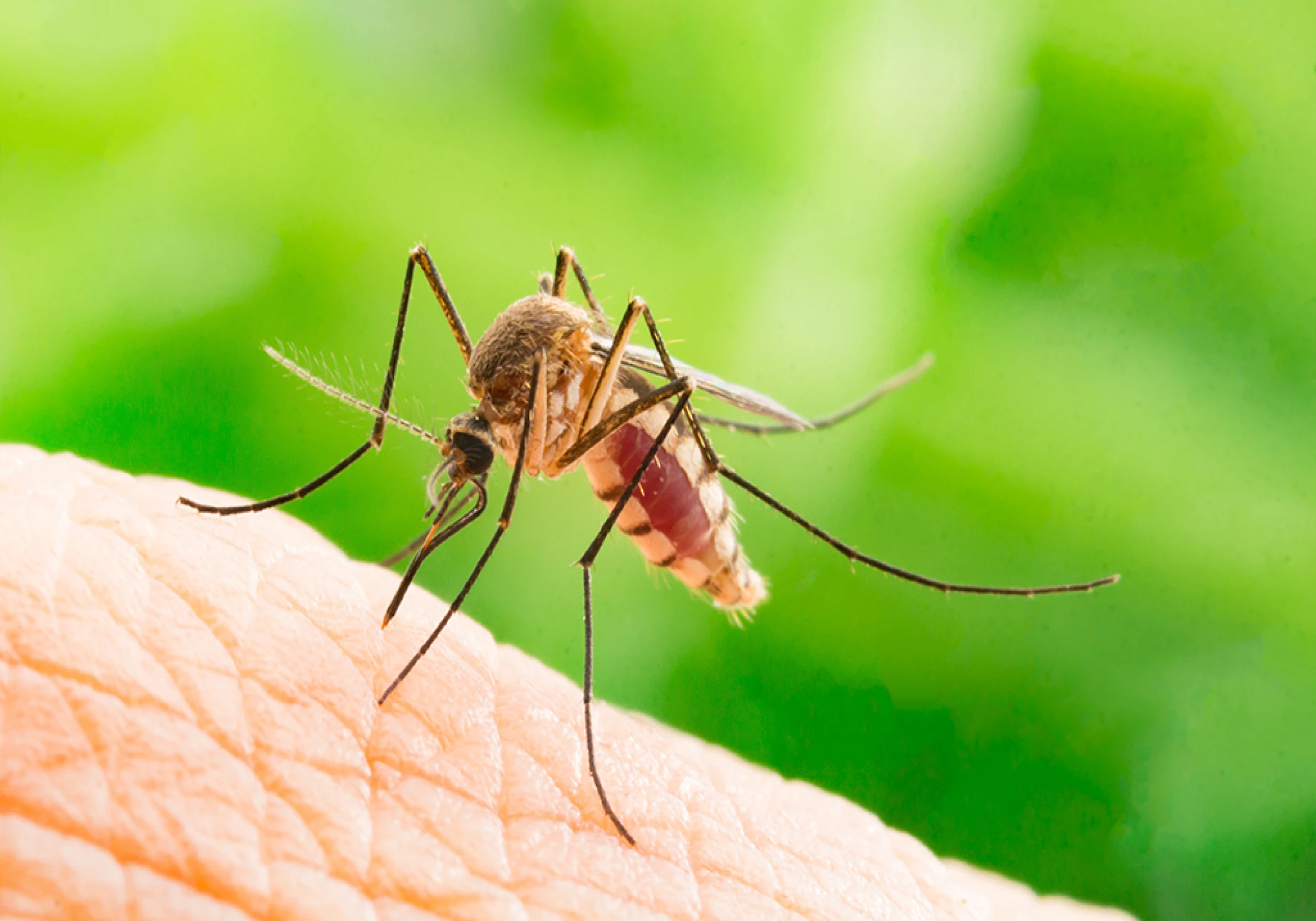Keep Mosquitoes Away — How to Protect Your Family This Season