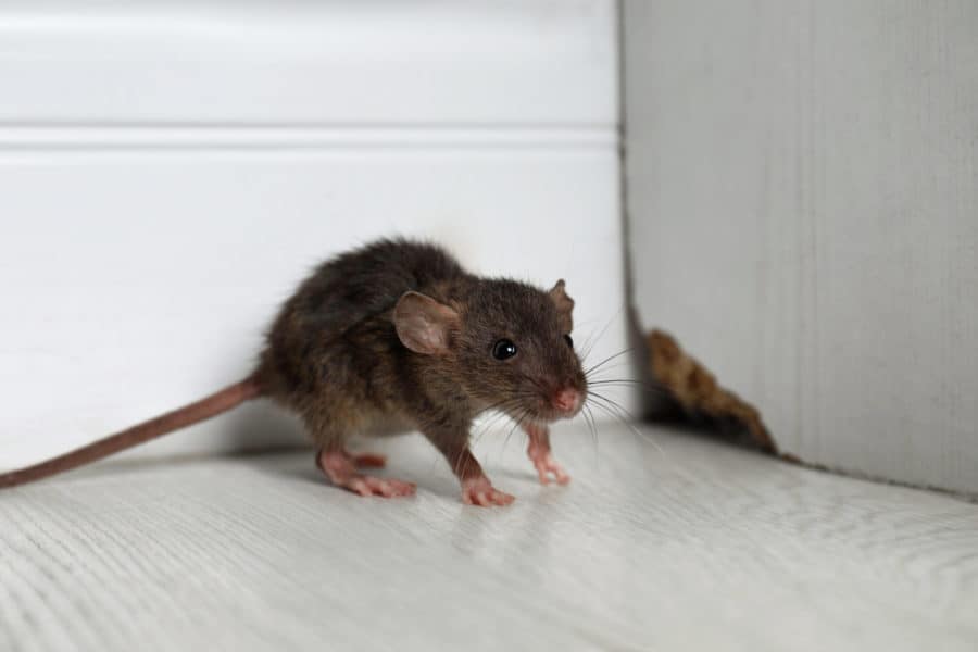 How to Tell If You Have a Rodent Problem (and What to Do About It)